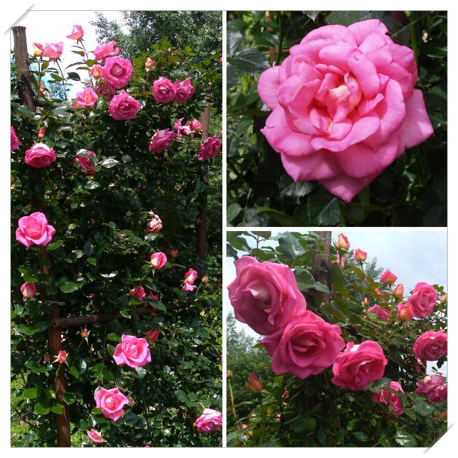 PARFUM ROYAL CLIMBING róże pnące